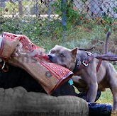 Dog Bite Sleeves for Amstaff Dog Training 