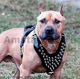 Leather spiked dog harness for Amstaff- American Staffordshire   Terrier spiked harness