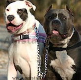 Amstaff Dog Leashes