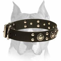 Leather Collar for Handling Active Amstaff