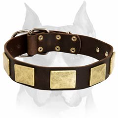 Beautifully designed Amstaff leather dog collar with brass plates