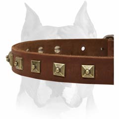 Comfortable walking with Amstaff leather studded dog collar