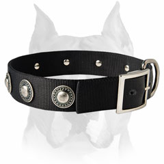 Nylon dog collar with conchos for Amstaff