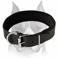 Amstaff felt padded leather dog collar for training