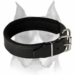 Classic leather felt padded Amstaff dog collar for training