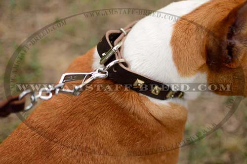 Amstaff breed stylish leather dog collar