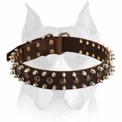 Stylish decorated Amstaff leather dog collar