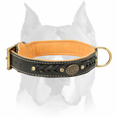 Exclusive design leather Amstaff dog collar