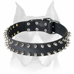 Adjustable wide comfortable leather spiked Amstaff dog collar 