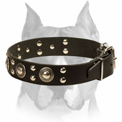 Leather Amstaff Collar for Everyday Walking