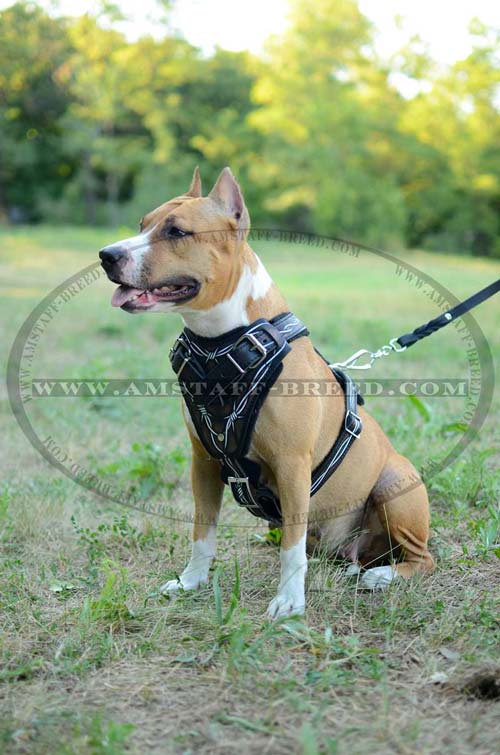 Leather Amstaff painted dog harness