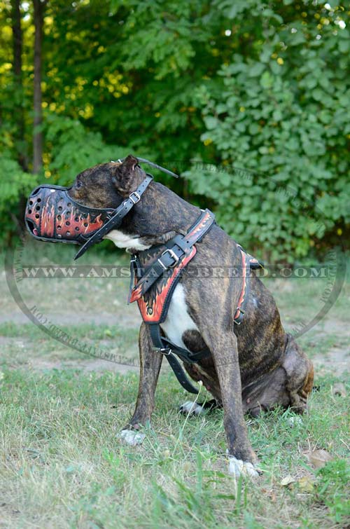 Amstaff leather decorated harness for training
