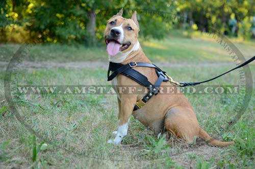 High quality leather Amstaff pulling harness