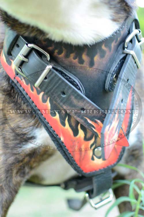 Amstaff dog harness with painted chest plate