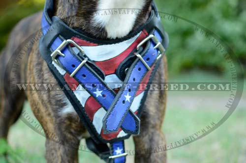 Felt padded leather chest plate of Amstaff harness
