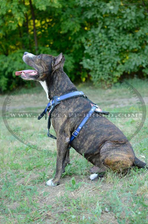 Decorated leather harness for Amstaff