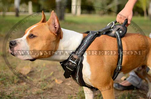 Amstaff dog wearing professional attack harness