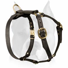 Leather harness for Amstaff dog