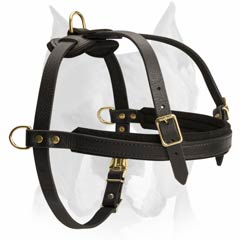 Reliable pulling harness for Amstaff