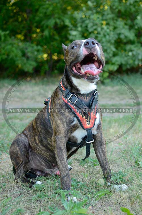 Painted chest plate of this Amstaff harness