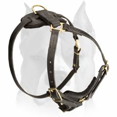 Tracking leather harness for Amstaff