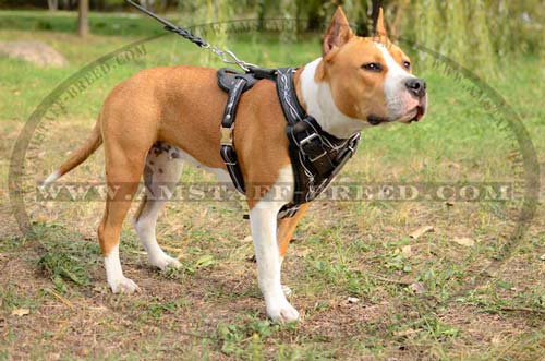 Gorgeous leather harness for Amstaff