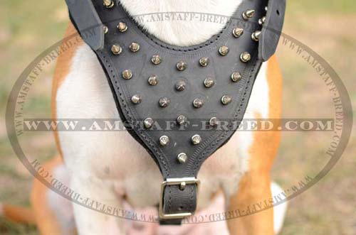 Leather chest plate with nickel spikes