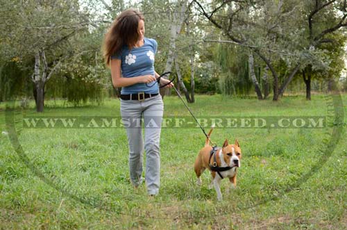 Amstaff dog wearing pulling leather harness