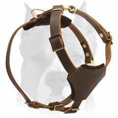 Brown leather harness for Amstaff puppy