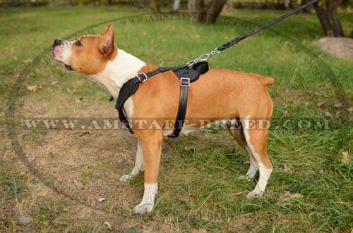 Leather dog harness with chest plate