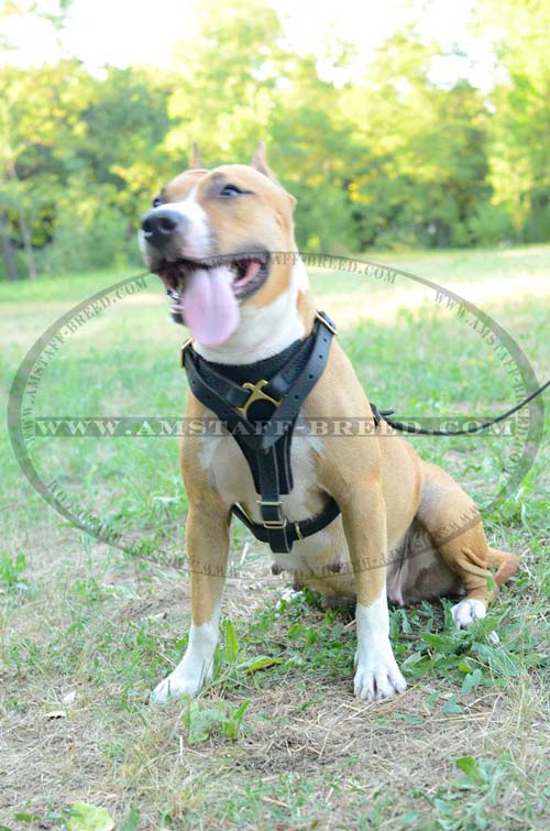 Amstaff harness for walking and tracking