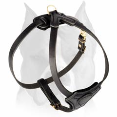 Black leather harness for Amstaff puppy