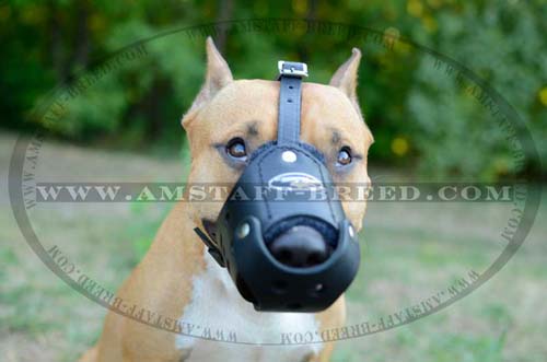 Comfortable leather dog muzzle for Amstaff