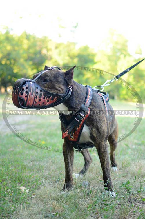 Extra strong leather Amstaff painted dog muzzle