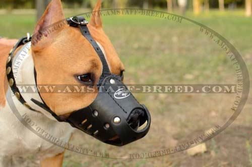 Amstaff breed leather dog muzzle for walking