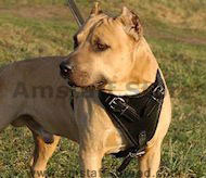 Agitation Leather Dog Harness for American Staffordshire Terrier Agitation Leather Dog Harness for American Staffordshire Terrier