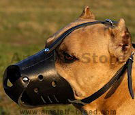 Everyday Amstaff Leather dog muzzle Everyday Amstaff Leather dog muzzle