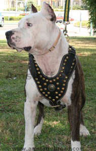 Royal Dog Harness - Exclusive Design Studded Leather Harness Royal Dog Harness - Exclusive Design Studded Leather Harness