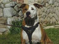 Walking dog harness for Amstaff-handmade leather dog harness