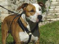 Luxury handcrafted leather dog harness Luxury handcrafted leather dog harness