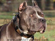 Gorgeous War Dog Leather Dog Collar - Like in the movies