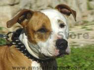 Amstaff Black or Brown S33Amstaff - Leather Spiked Dog Collar Amstaff Black or Brown S33Amstaff - Leather Spiked Dog Collar