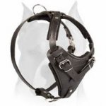 Agitation Leather Dog Harness for American Staffordshire Terrier