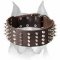 Amstaff Leather Dog Collar with Incredible Decorations