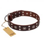 "Pirate Treasure" FDT Artisan Exciting Brown Leather Amstaff Collar with Studs