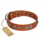 "Woofy Majesty" FDT Artisan Tan Leather Amstaff Collar with Round Silver-like Plates