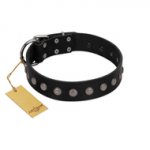 "Silver Flower" Exclusive FDT Artisan Black Leather Amstaff Collar with Silver-Like Studs