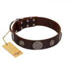 "Flashy Woof" FDT Artisan Brown Leather Amstaff Collar with Chrome Plated Brooches