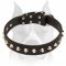 "Daily Elegance" Leather Amstaff Collar with Nickel-Plated Pyramids