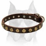 Excellent Design Leather Dog Collar Enriched With Brass Circles for Amstaff Breed